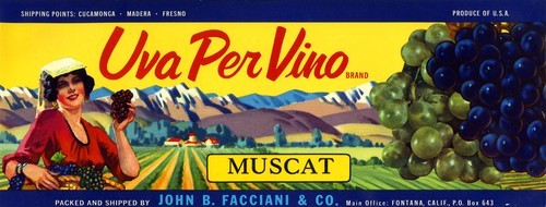 Uva Per Vino