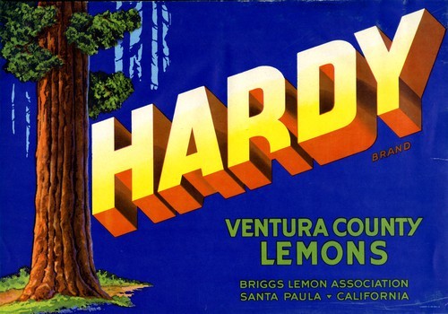 Hardy