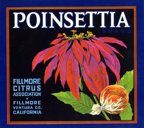 Poinsettia