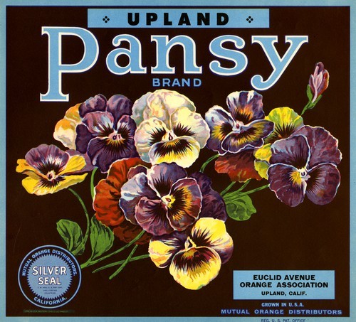 Pansy