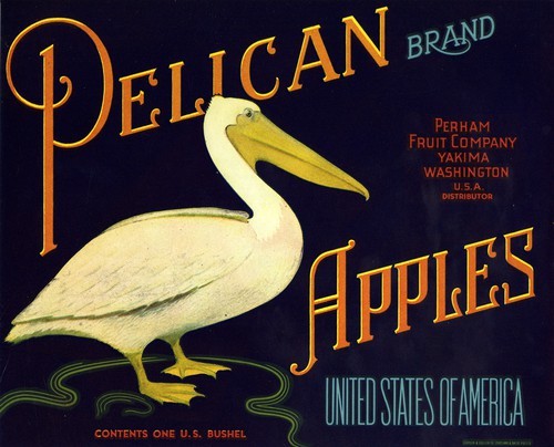 Pelican