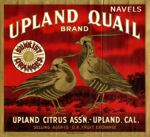 Upland Quail