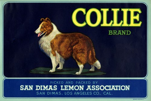 Collie