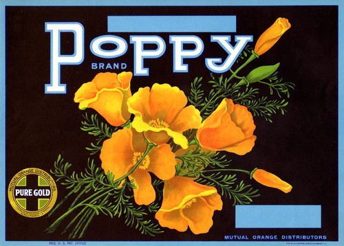 Poppy