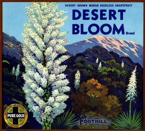 Desert Bloom