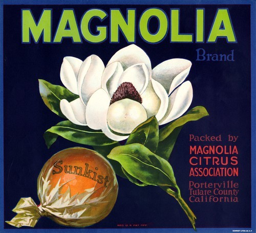 Magnolia