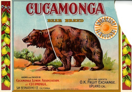 Cucamonga Bear