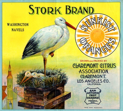 Stork