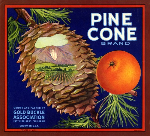 Pine Cone