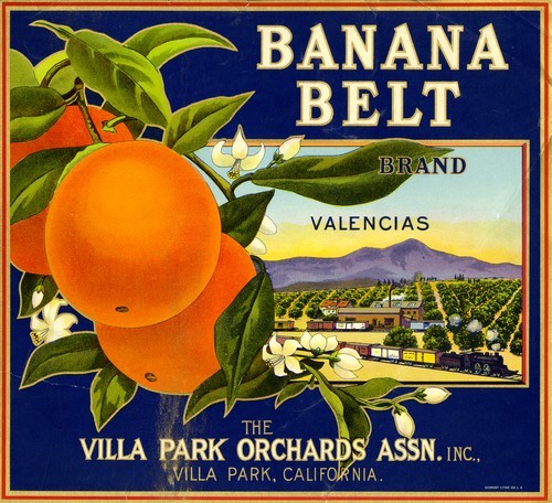 Banana Belt