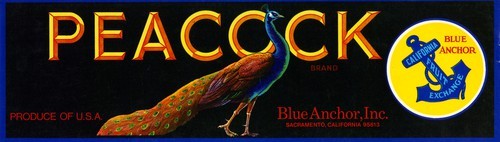 Peacock