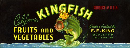 Kingfish