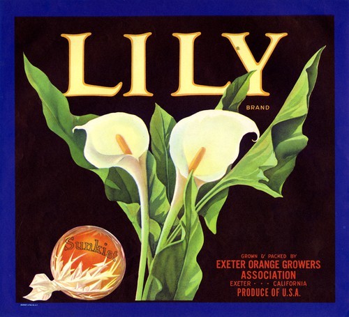 Lily