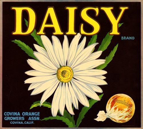 Daisy