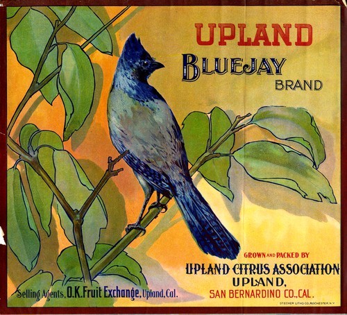 Upland Blue Jay