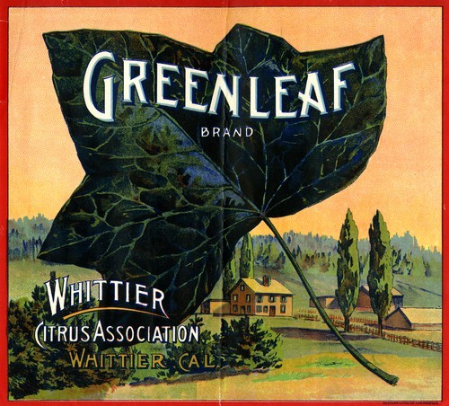 Greenleaf