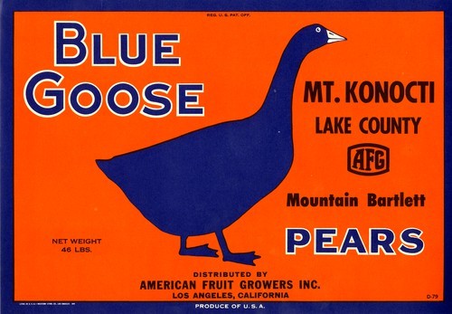 Blue Goose