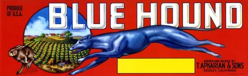 Blue Hound