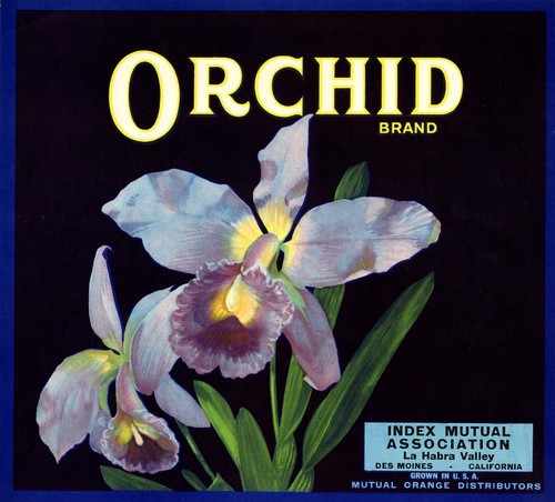 Orchid