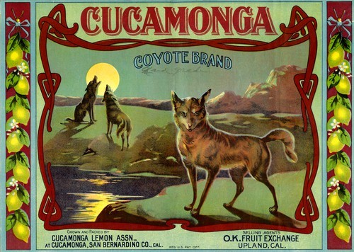 Cucamonga Coyote