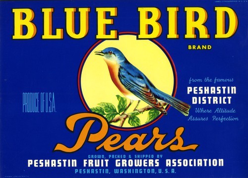 Blue Bird