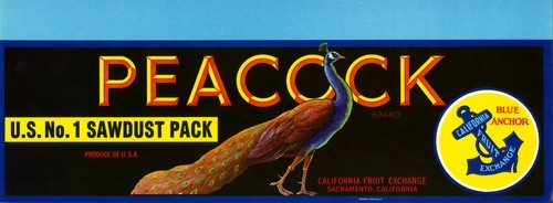 Peacock