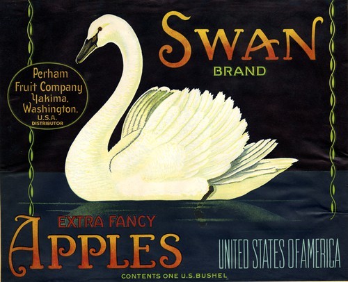 Swan