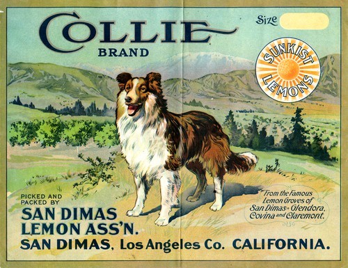 Collie