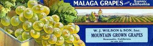 Mountain Grown Grapes