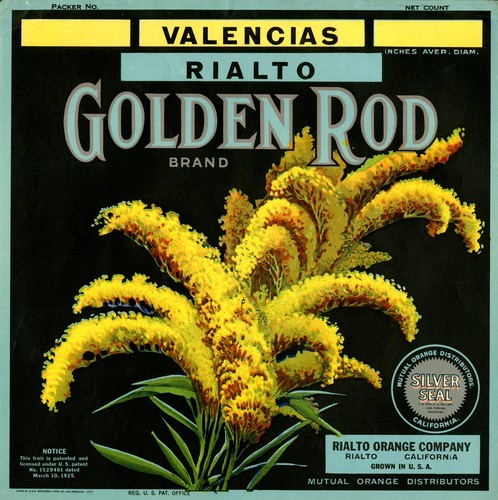 Golden Rod