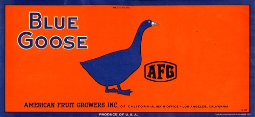 Blue Goose