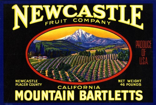 California Mountain Bartletts