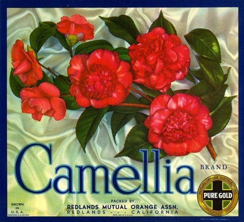 Camelia