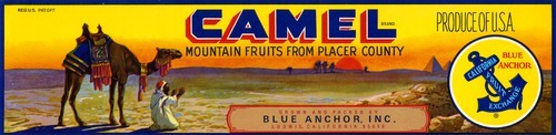 Camel — Calisphere