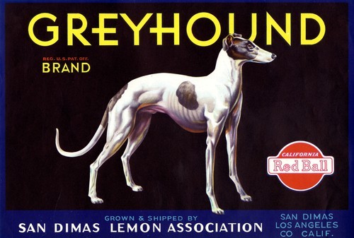 Greyhound