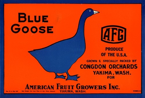 Blue Goose