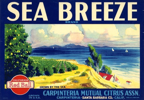 Sea Breeze