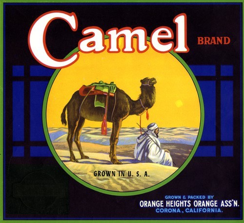 Camel