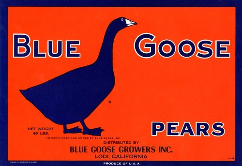 Blue Goose