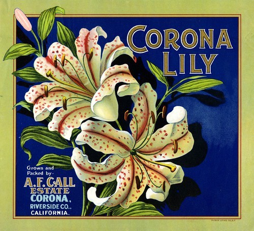 Corona Lily