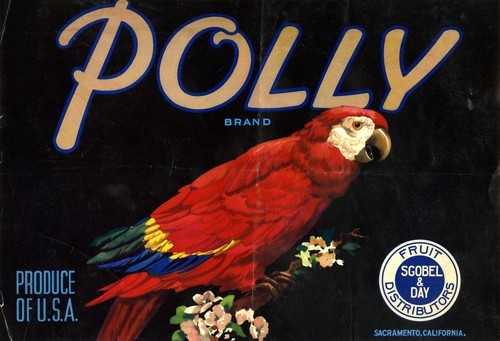 Polly