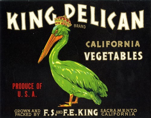 King Pelican