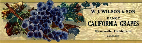 Fancy California Grapes