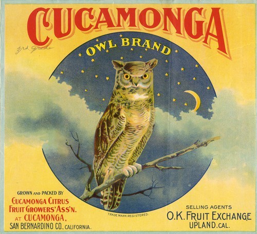 Cucamonga Owl