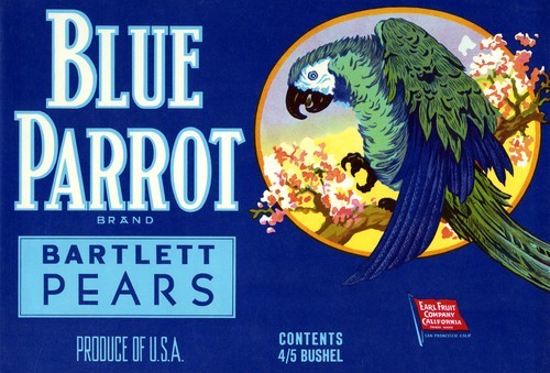 Blue Parrot