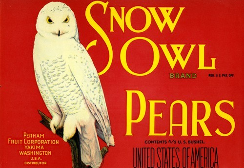 Snow Owl