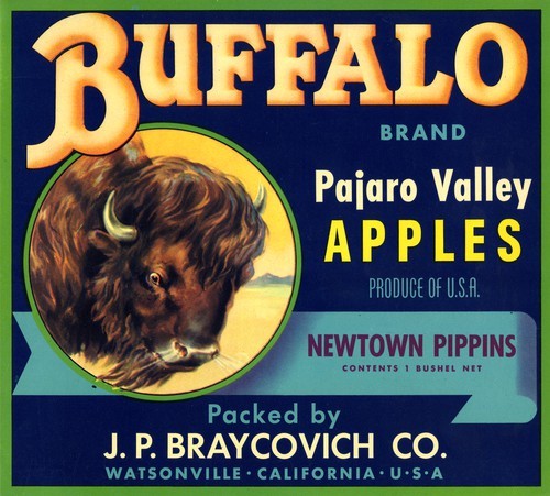 Buffalo