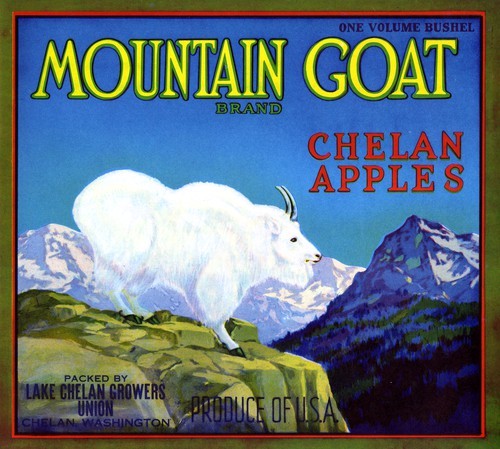 Mountain Goat