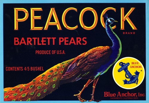 Peacock