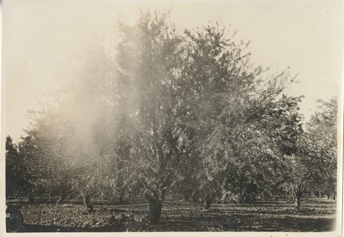 B-1-l, "Pierce orchard, end tree, 8th row from NE corner, east orchard,"